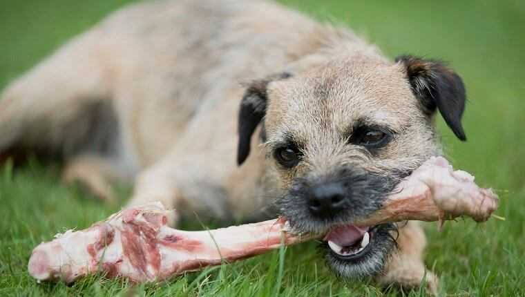 Почему собакам нельзя свинину и свиные кости?