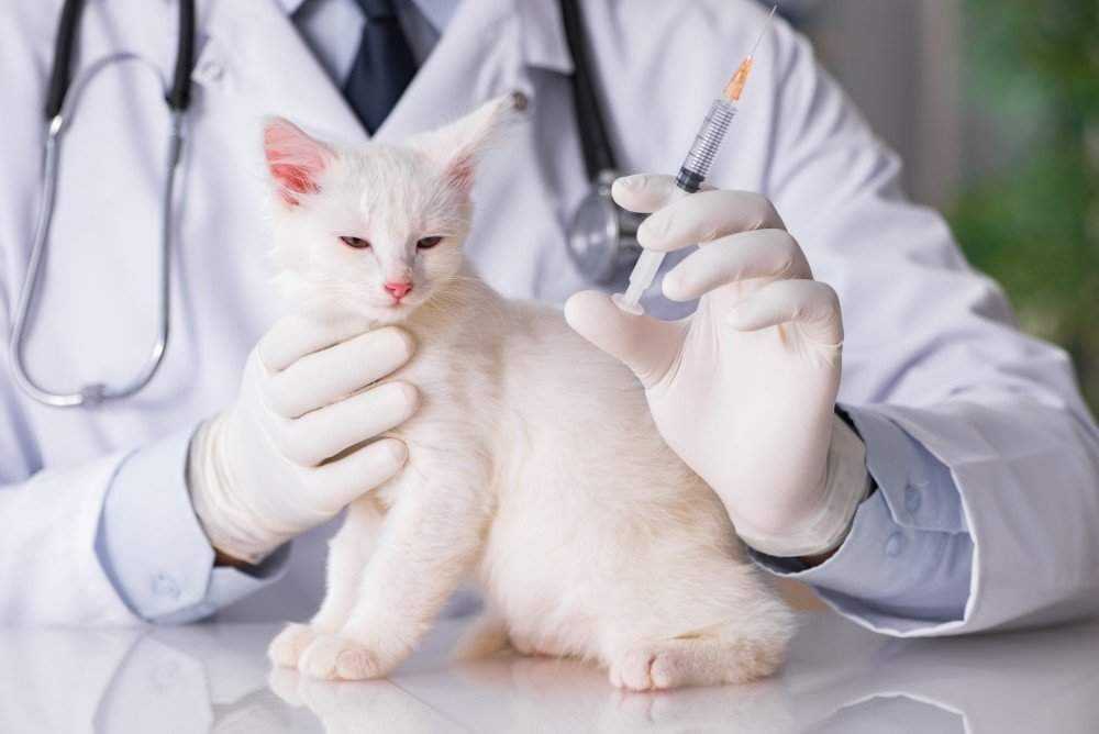 Прививка от чумки для кошек — защита любимого питомца от опасного вирусного заболевания