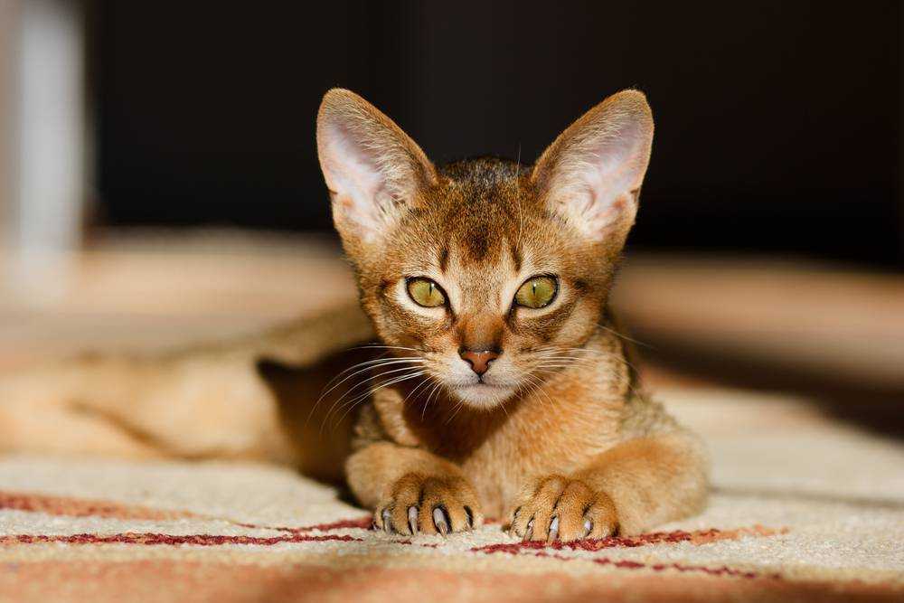 Абиссинская кошка 🐈 фото, описание, характер, факты, плюсы, минусы кошки ✔