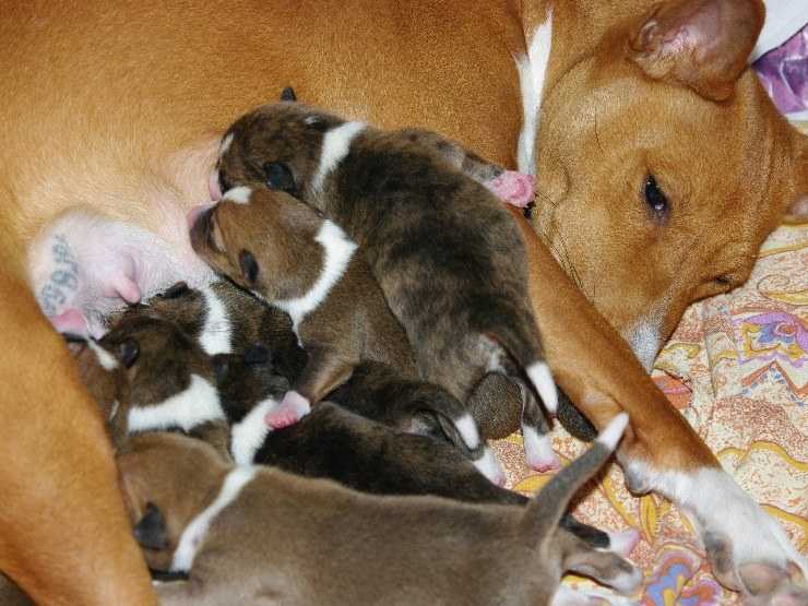 Беременность и роды у собак