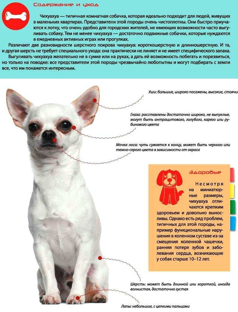 Порода собак длиношерстной чихуахуа: описание, уход, цена и фото щенков