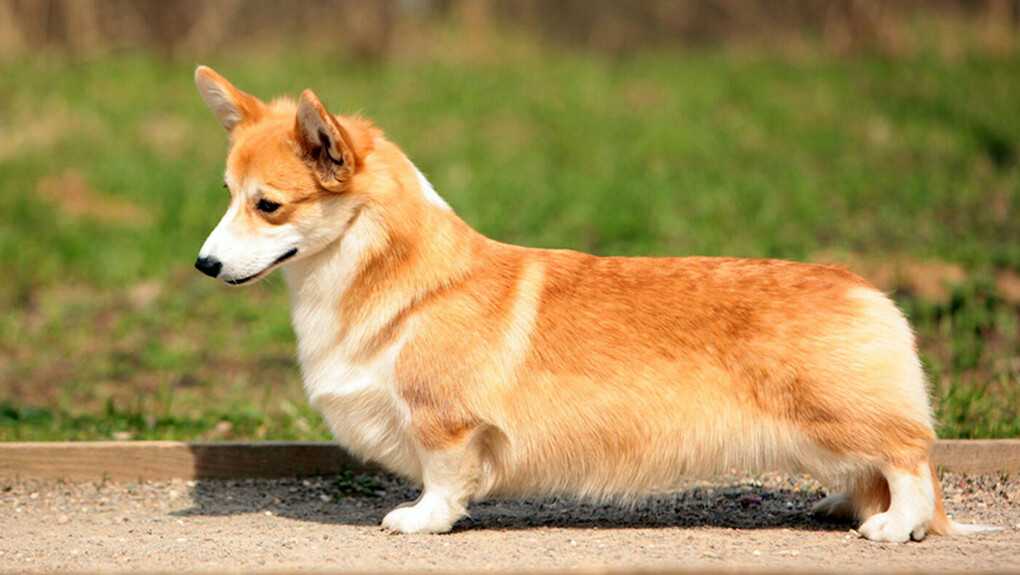 Как выглядит собака с длинными ушами? краткое описание пород :: syl.ru