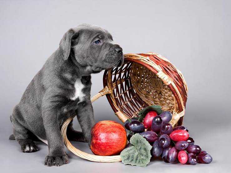 Можно собакам сметану. Собака и фрукты. Фрукты для лабрадора. Собака ест овощи и фрукты. Лабрадор ест овощи.
