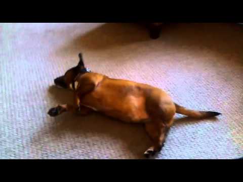 Собака ездит по полу на попе: причины, что делать