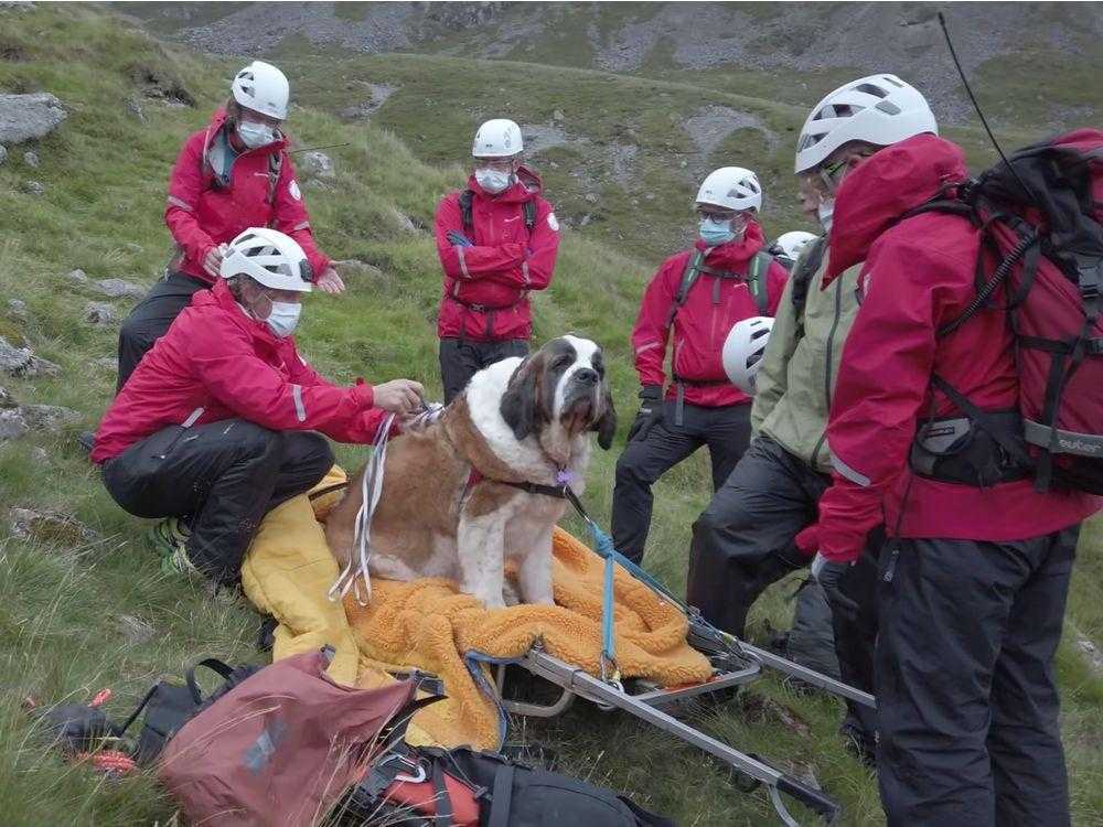 Породы собак-спасателей: на воде, в горах, в экстренных службах, как готовят собак