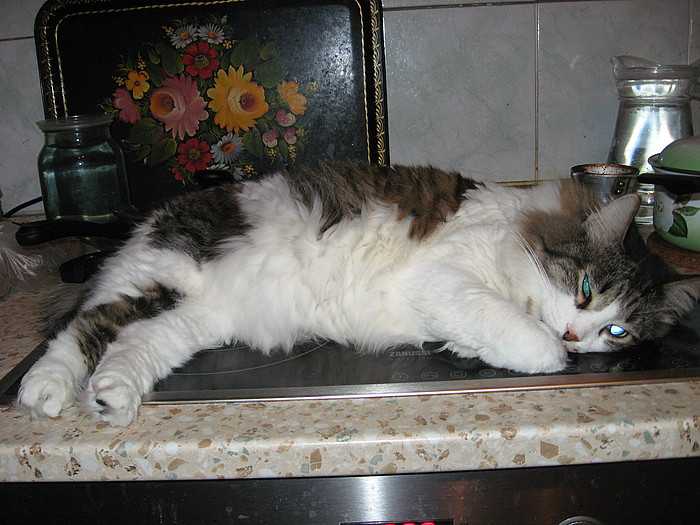 Эффективные методы отучения кошек и котов от лазанья по столам