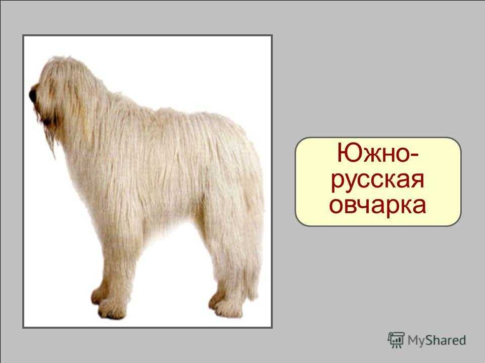 Мощный и независемый пес – южнорусская овчарка