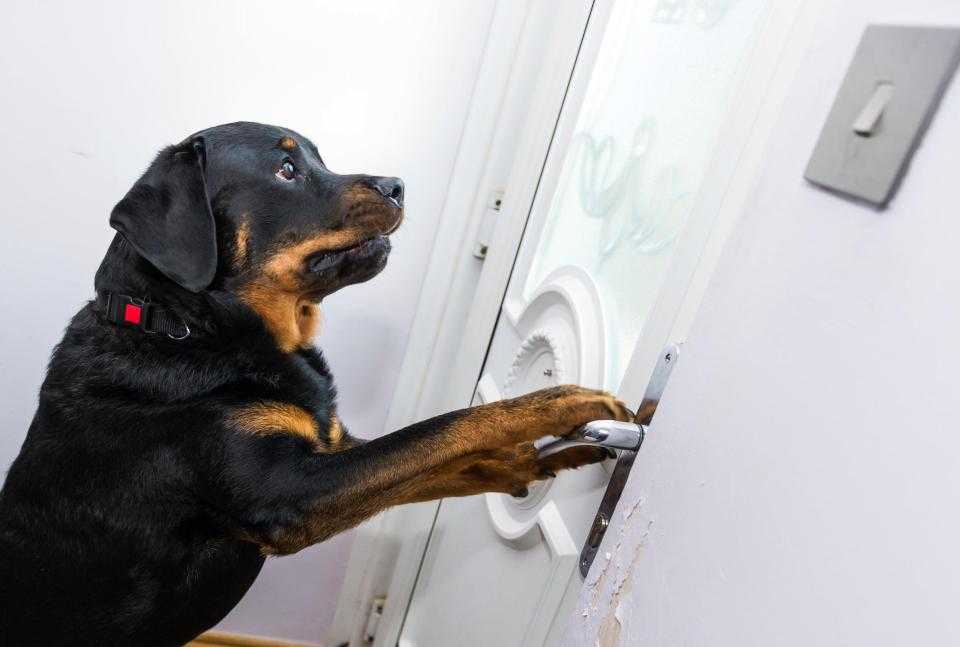 Как отучить собаку лаять дома когда кто то приходит