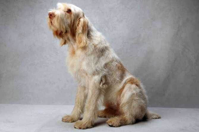 Собака породы итальянский спиноне