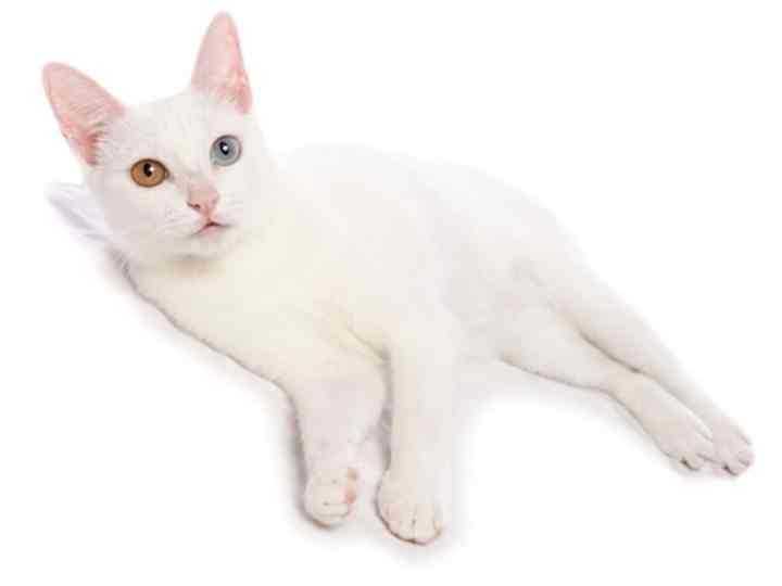 Сикоку (шикоку, коти-кэн): подробное описание породы с фото и видео