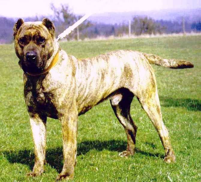 Подробное описание внешности и характера породы собак аланский дог