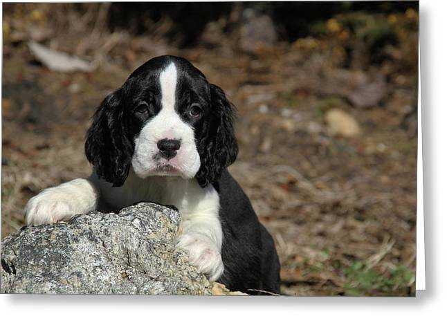 Как выглядит черный английский кокер-спаниель: фото собак, особенности породы, правила ухода и выбор щенка