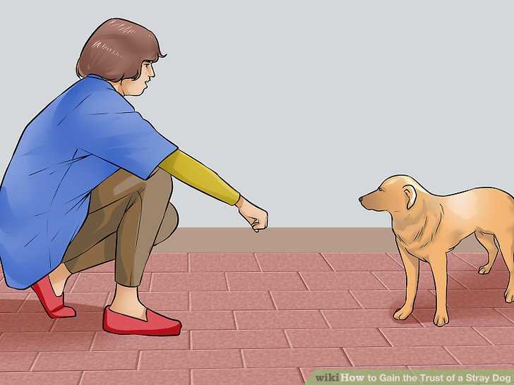 Что необходимо знать, чтобы приучить щенка к своей кличке?