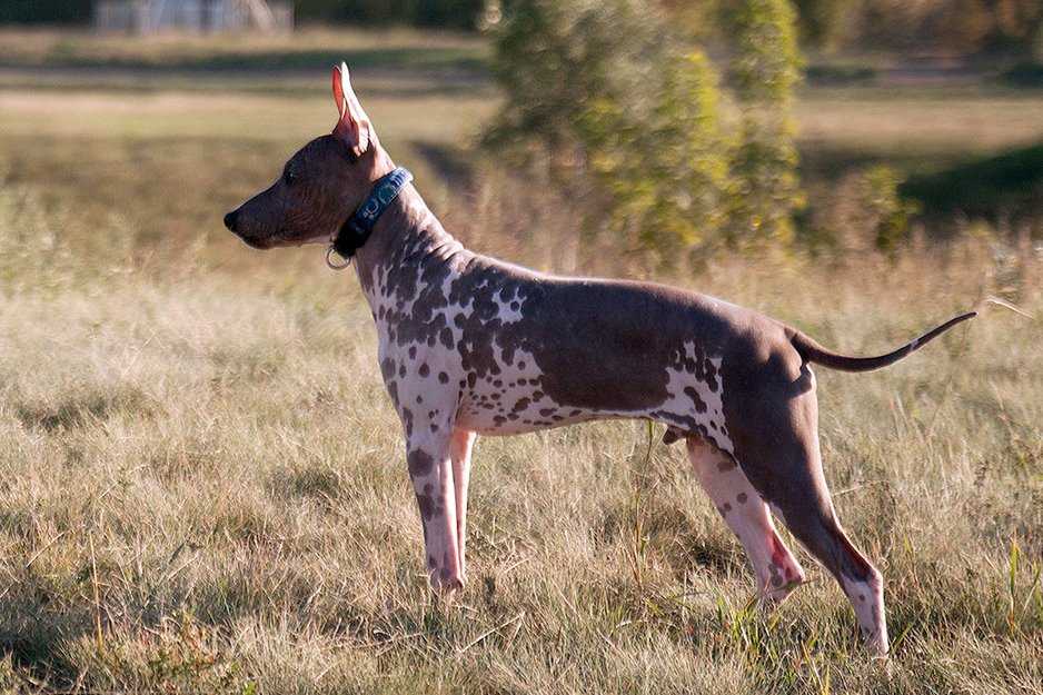 Американский голый терьер: все о собаке, фото, описание породы, характер, цена