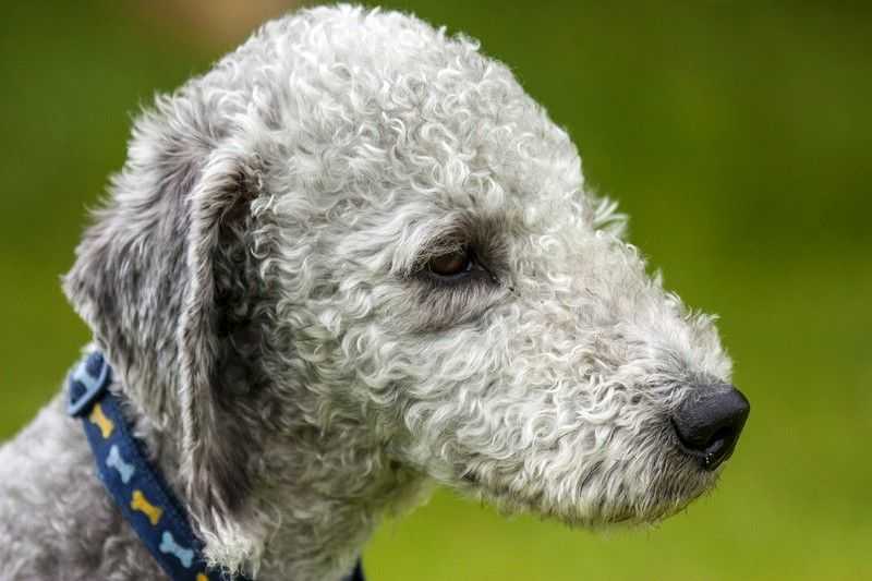 Бедлингтон терьер: описание породы собак с фото и видео
