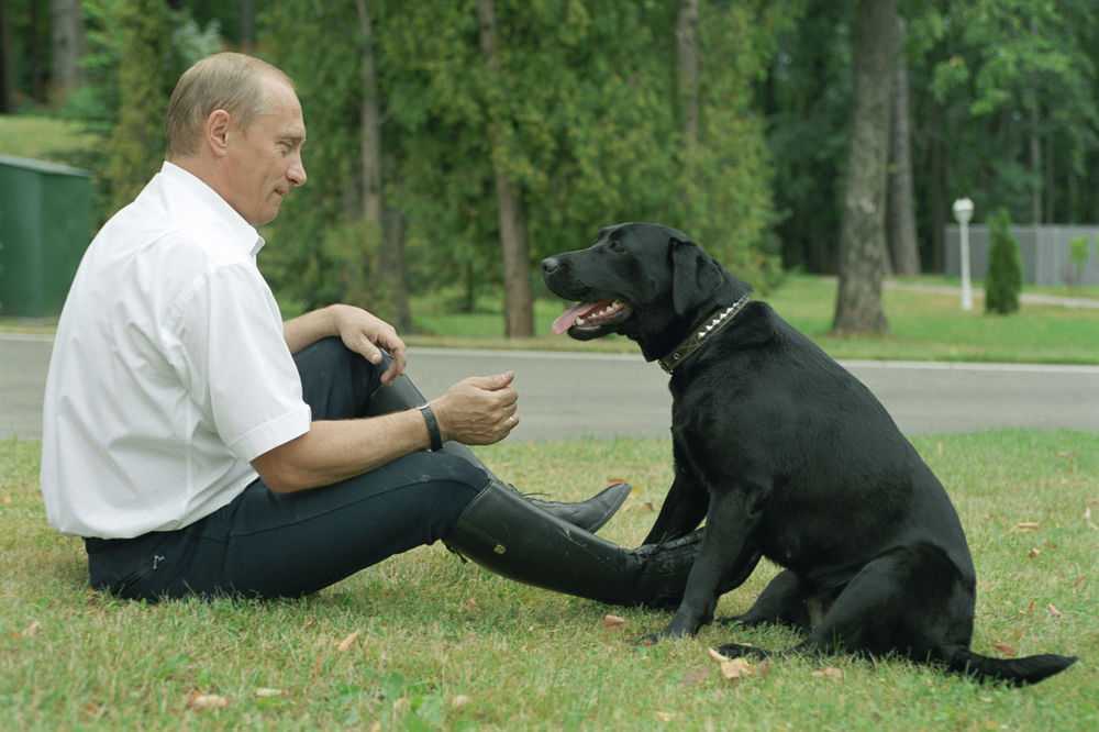Собаки президента: история питомцев путина и их политическое значение
