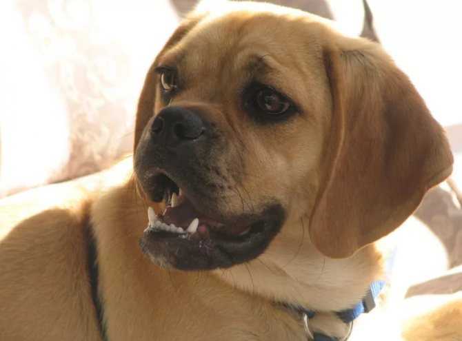 Пагль или пигль: фото и описание породы собак
пагль или пигль: фото и описание породы собак