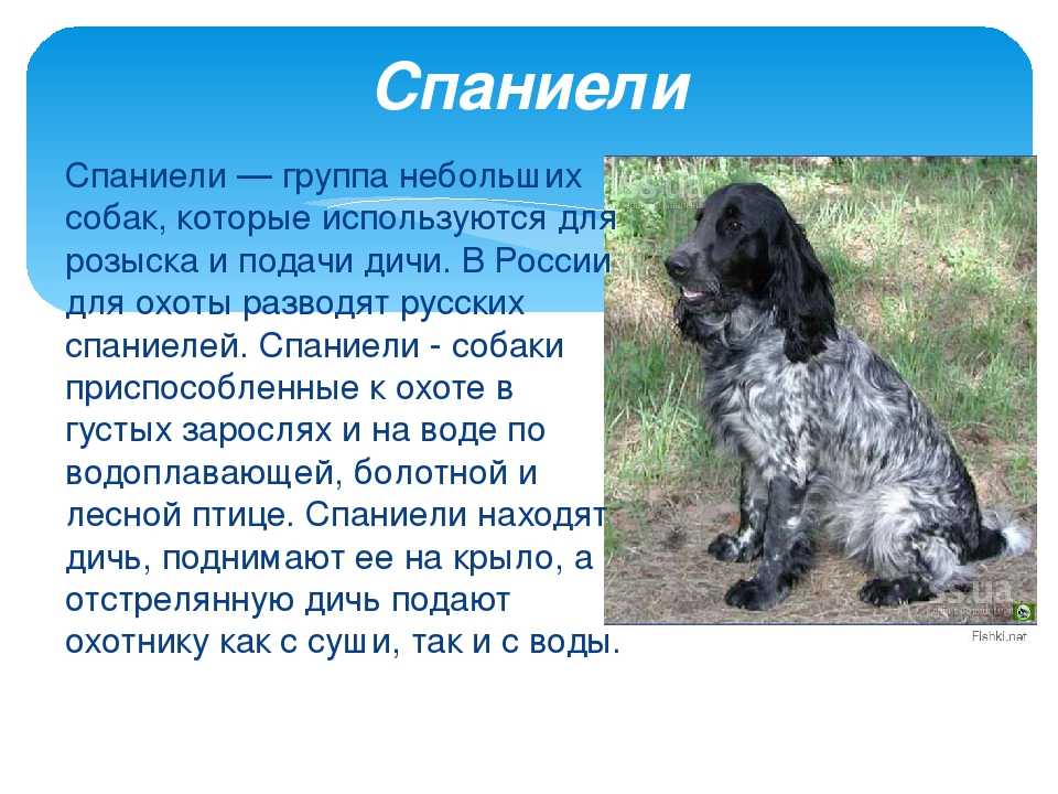 Кавалер-кинг-чарльз-спаниель: все о собаке, фото, описание породы, характер, цена