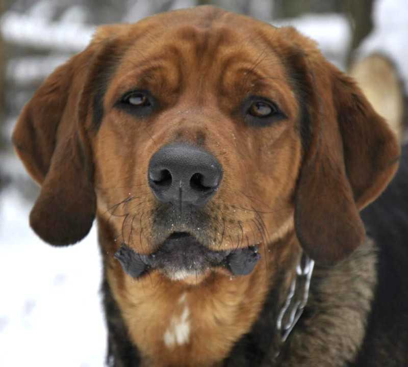 Русская гончая собака - 85 фото и видео описание собаки и ее дрессировки
