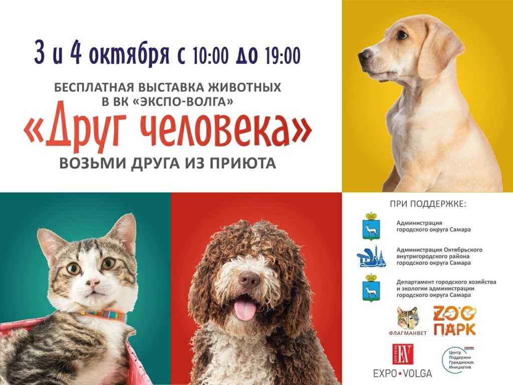 Шестая выставка приютских собак "домой"