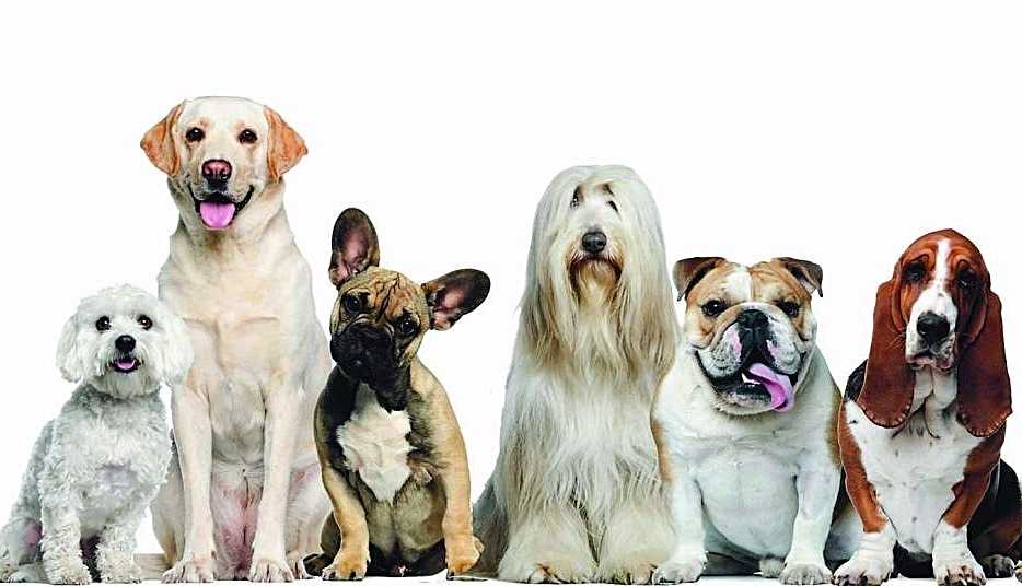 Собаки породы тервюрен - описание от а до я. фото, отзывы, цена щенков, характер, история