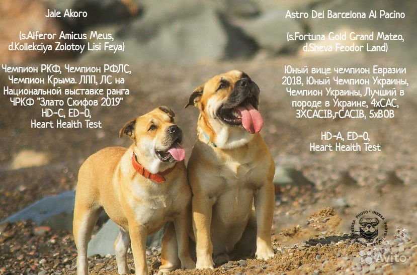 Ка-де-бо (68 фото): описание породы, характеристика и характер щенков «бычьей собаки». сколько живет майорский мастиф? отзывы владельцев