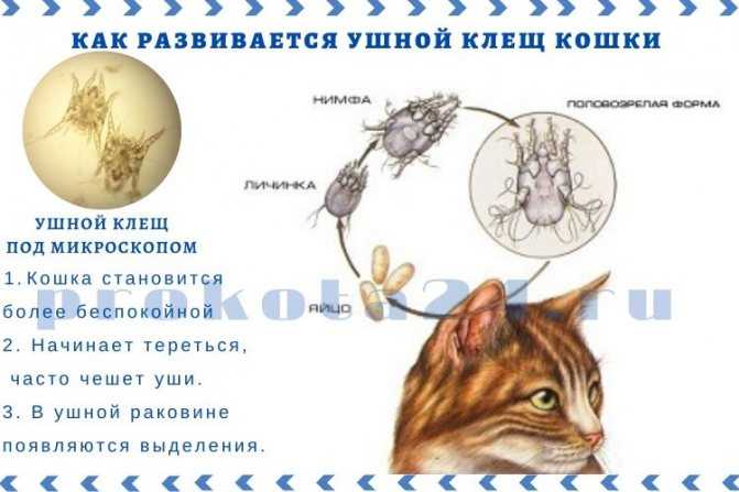 Парафимоз у собаки что делать - лечение фимоз и парафимоз у животных (собак и котов)