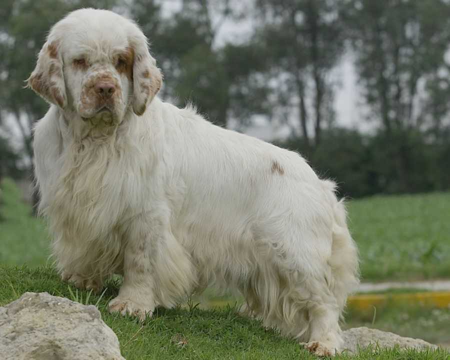 Кламбер-спаниель: фото, стандарт, характер породы собак