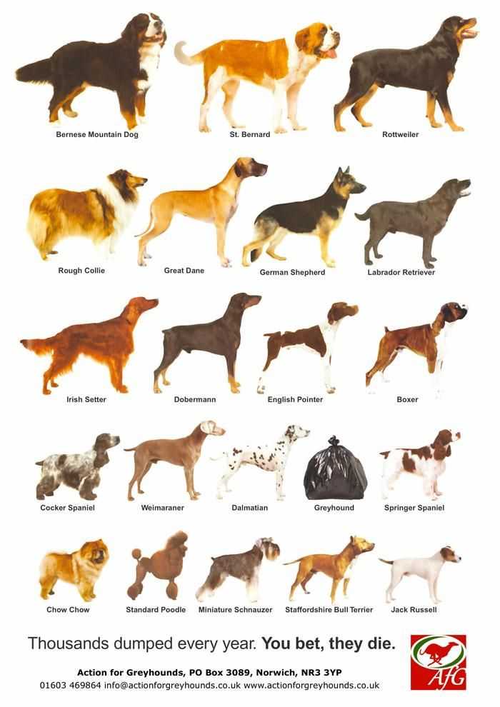 Популярные породы собак