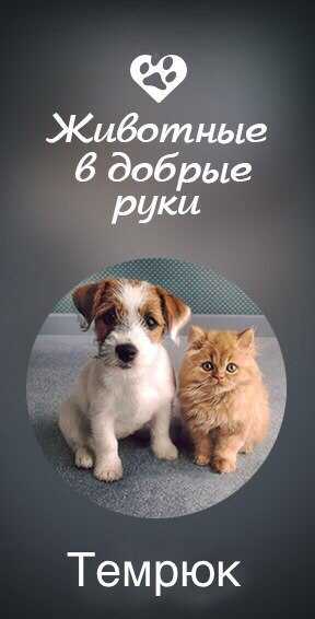 Животные в россии объявления о продаже, кошки, собаки и другие сельскохозяйственные животные россия