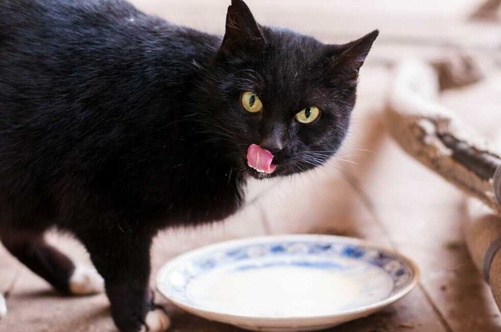 Как кормить котенка кефиром