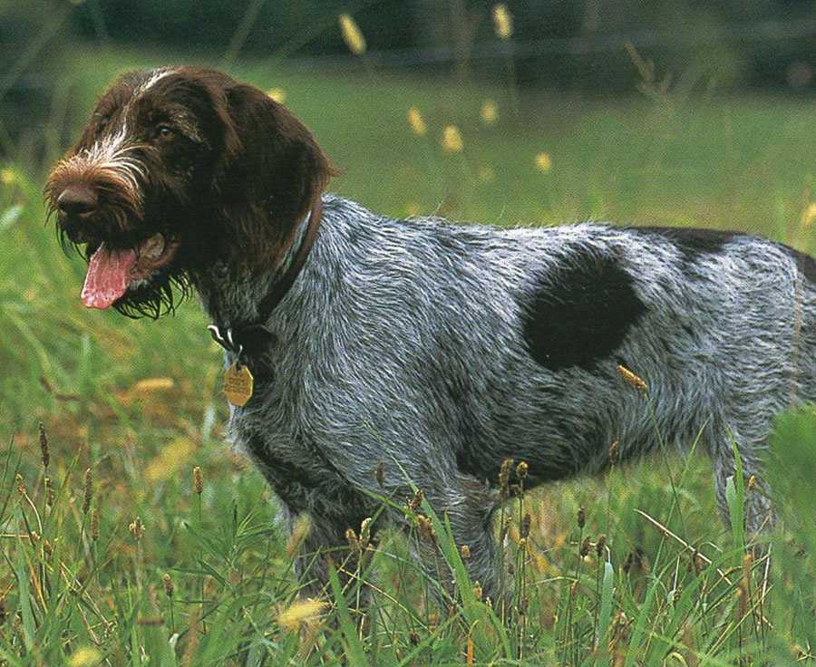 Охотничьи собаки: описание, популярные породы данной группы