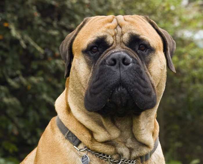 Ка-де-бо: фото, характеристика и описание породы собак