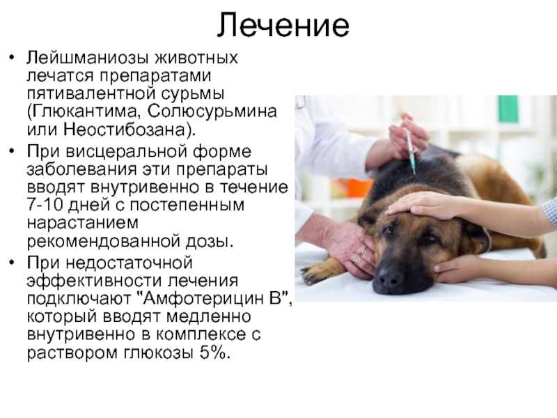 Клещевой боррелиоз - болезнь лайма у собак