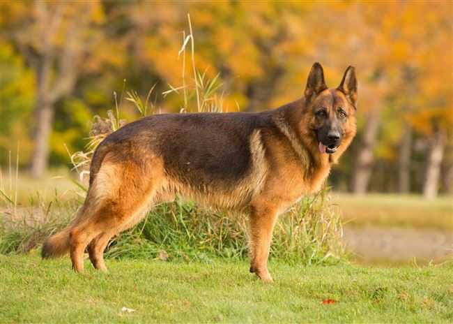 Болгарская овчарка куче (каракачанская собака)