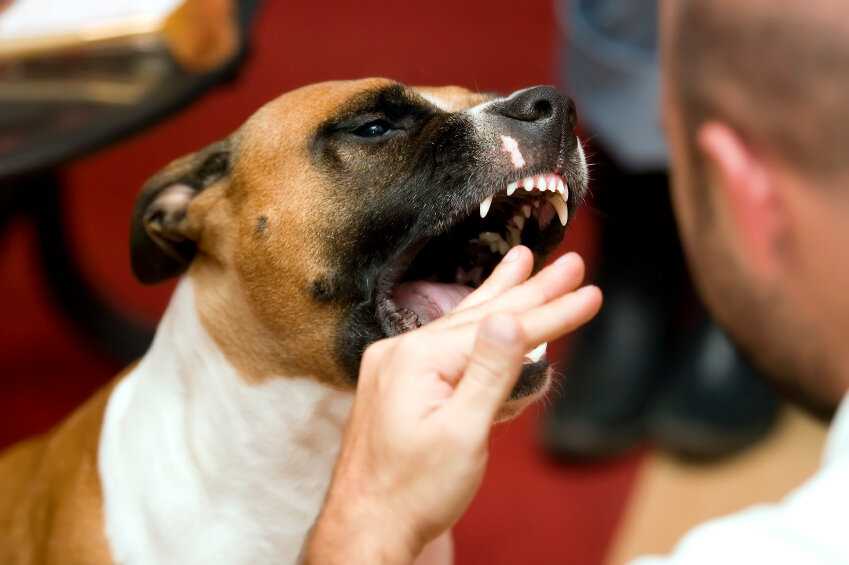 Почему собака лижет лапы? подробности от ветеринара дерматолога