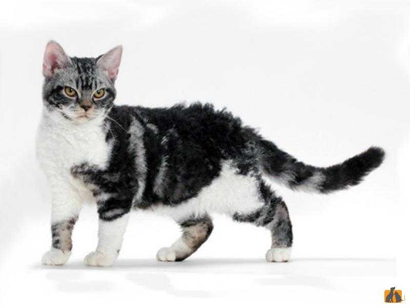 Американская жесткошёрстная кошка : содержание дома, фото, купить, видео, цена