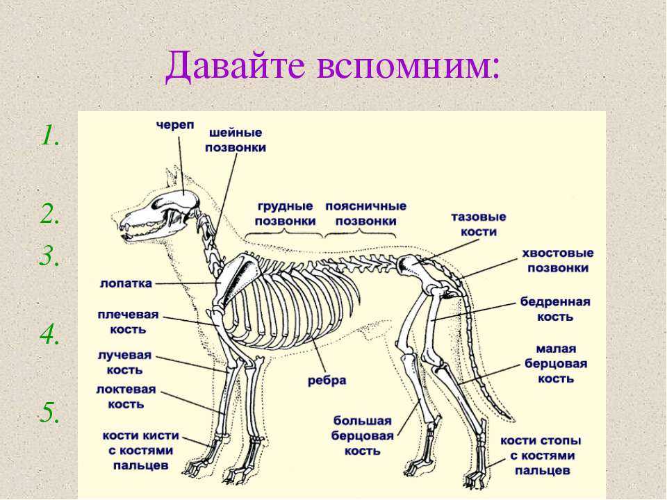Строение скелета собаки: челюсти, корпуса, конечностей и хвоста