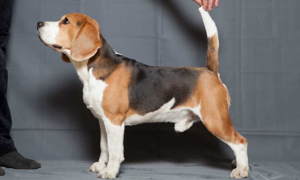 Собаки с большими (длинными) ушами — обзор пород с фото и названиями