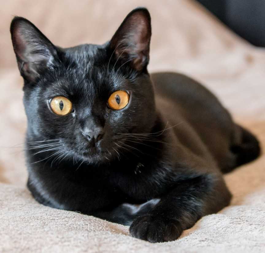 Бомбейская - порода кошек - информация и особенностях | хиллс