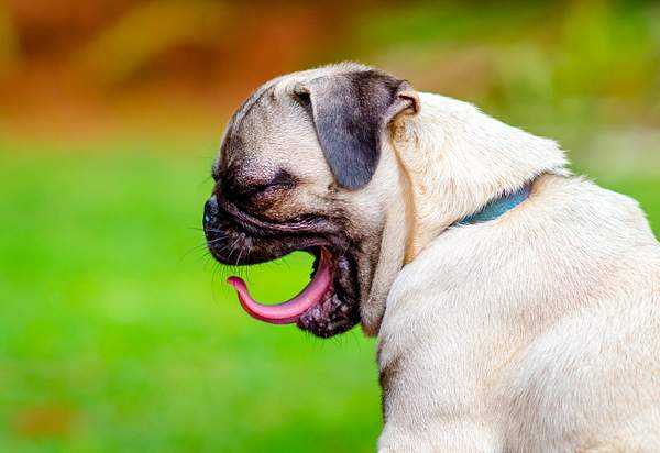 Болезнь у собак высунут язык