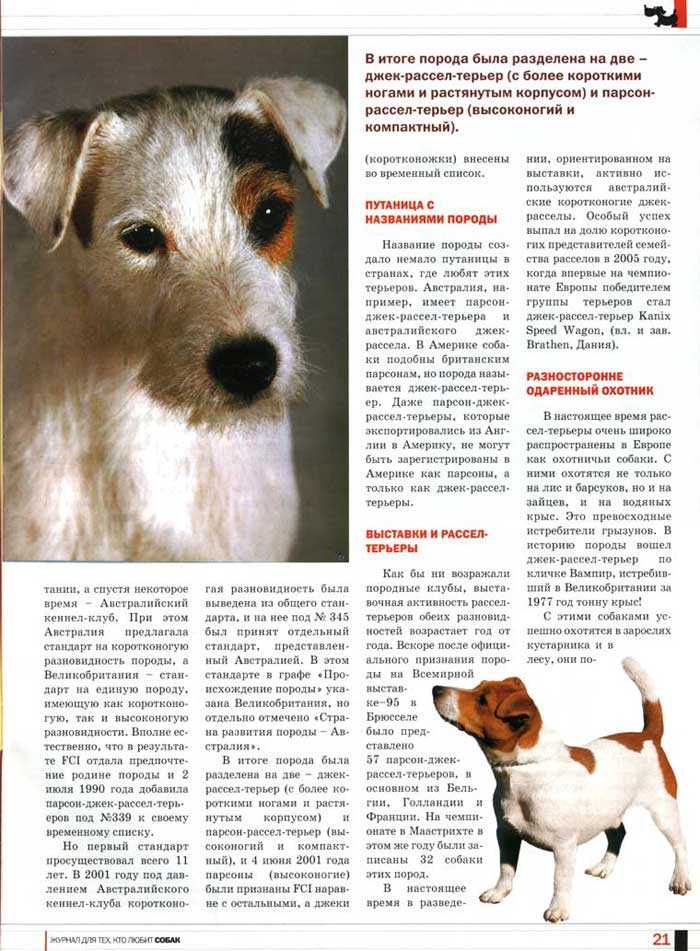 Фокстерьер собака. описание, особенности, уход и цена фокстерьера | sobakagav.ru