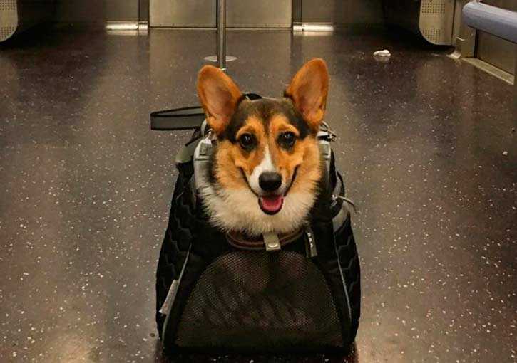 Как правильно перевозить собаку в метро - gafki.ru