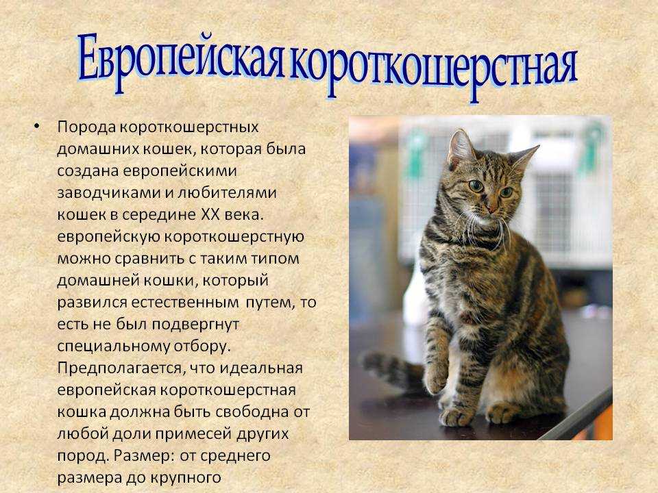 Американская жесткошерстная кошка: фото, описание породы, характер, достоинства и недостатки, сколько стоит