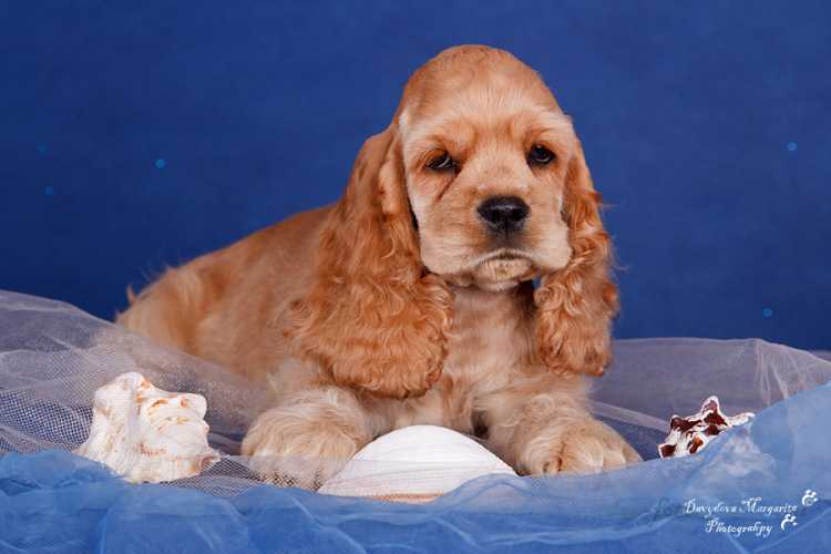 Топ-10 самых популярных американских пород собак – популярные попроды в сша с фотографиями.