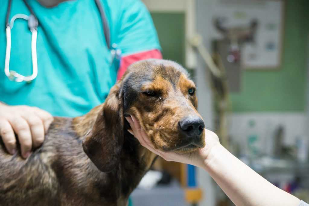 Инсульт у собаки | первые признаки, симптомы, лечение, что делать