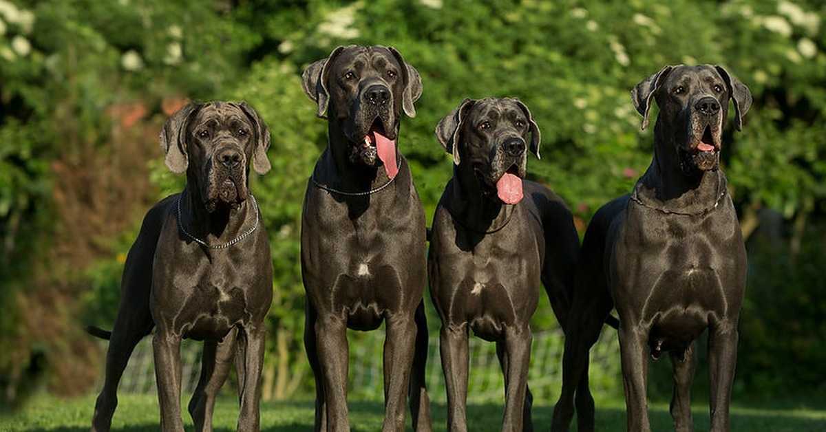 12 пород собак, которые идеально подходят для начинающих владельцев