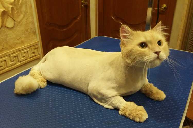 Как подстричь кота дома машинкой для человека