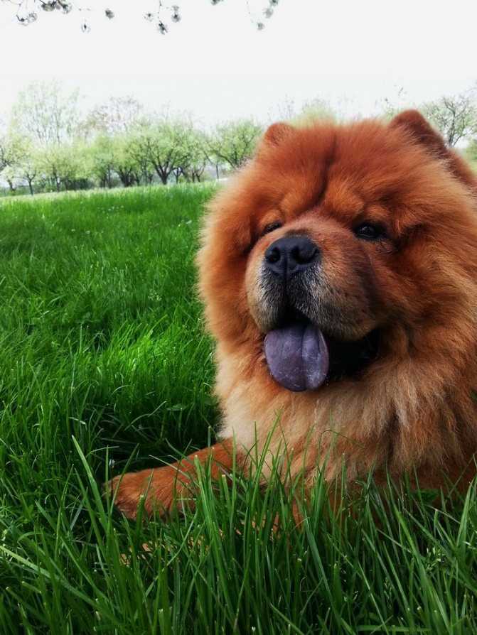9 лучших пород собак с синими языками — сайт эксперта по животным