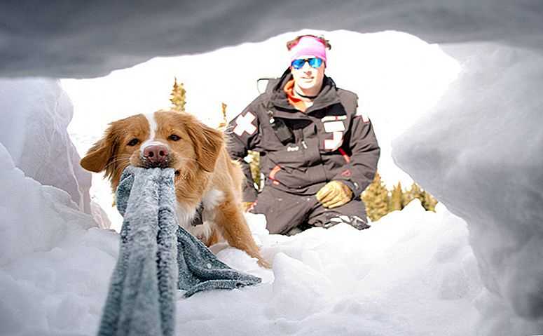Какая порода собак помогает спасать альпинистов